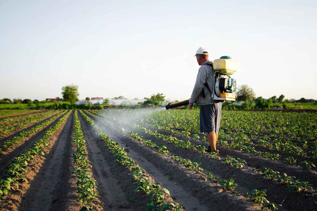Farmer Spraying Insecticides in His Fields to prevent from the attack of Insects over his crop