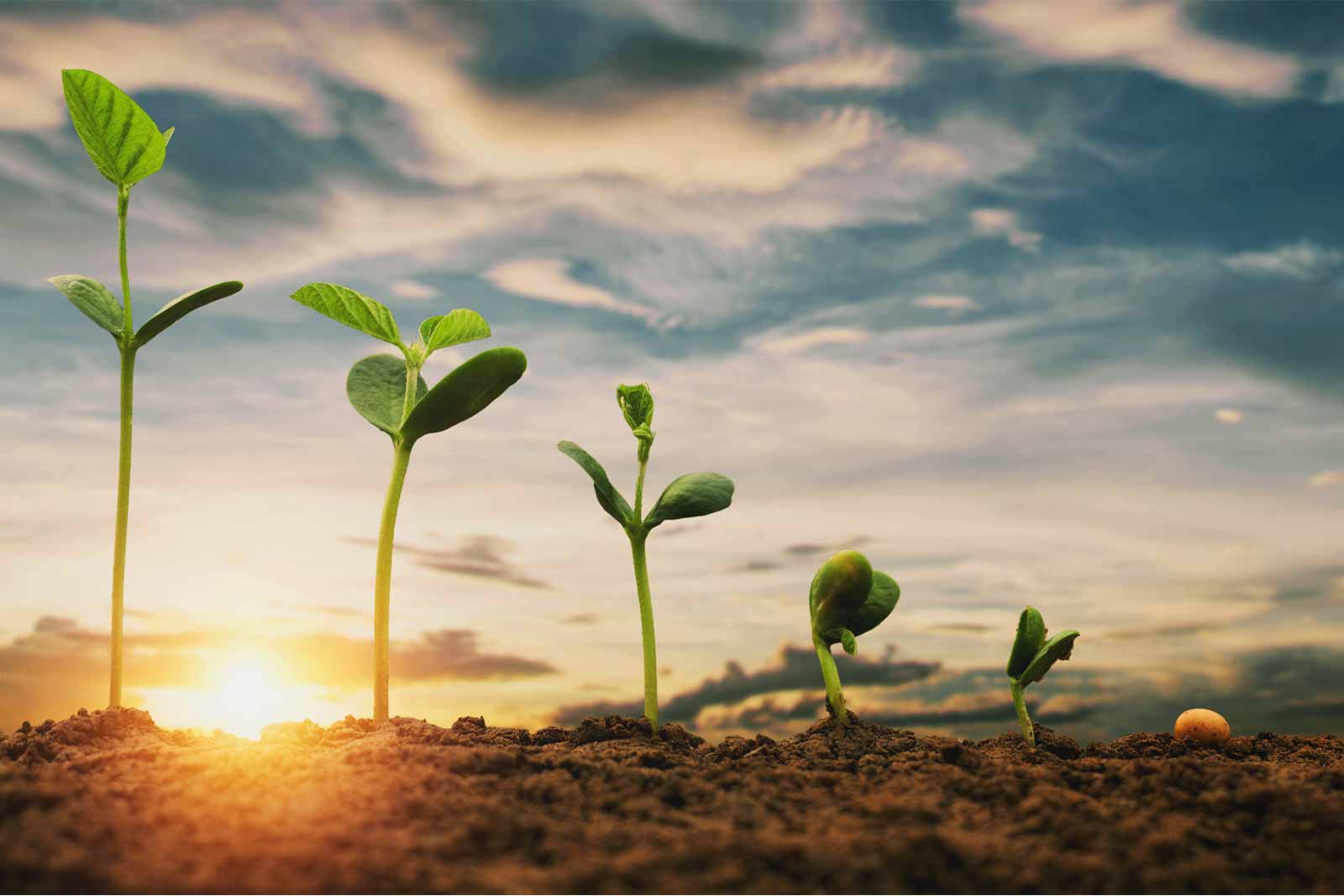 Plant Growth Regulators & Bio Stimulants